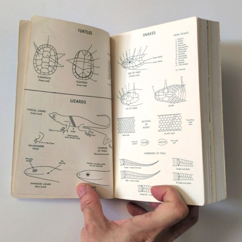 A Field Guide to Reptiles and Amphibians of Eastern/Central North America - Picture 4 of 16